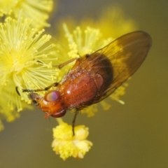 Sapromyza sp. (genus) at Aranda, ACT - 21 Sep 2022