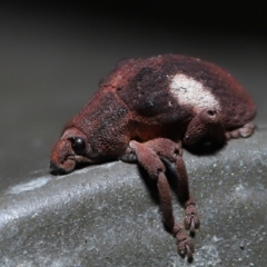 Gonipterus pulverulentus (Eucalyptus weevil) at Acton, ACT - 20 Aug 2022 by TimL