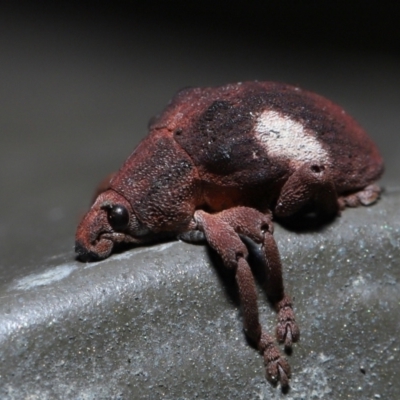 Gonipterus pulverulentus (Eucalyptus weevil) at ANBG - 20 Aug 2022 by TimL