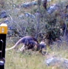 Macropus giganteus (Eastern Grey Kangaroo) at Kambah, ACT - 3 Apr 2022 by MountTaylorParkcareGroup