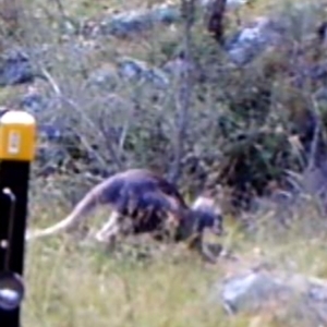 Macropus giganteus at Kambah, ACT - 3 Apr 2022