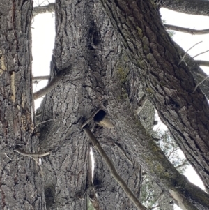 Trichosurus vulpecula at Yarralumla, ACT - 23 Sep 2022