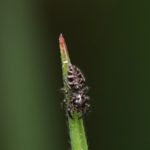 Sandalodes sp. (genus) at Murrumbateman, NSW - 23 Sep 2022