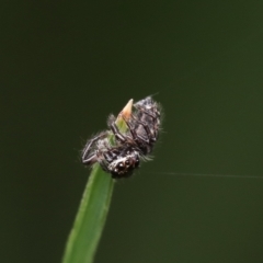 Sandalodes sp. (genus) at Murrumbateman, NSW - 23 Sep 2022