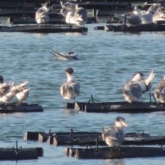 Thalasseus bergii (Crested Tern) at Merimbula, NSW - 16 Jul 2020 by michaelb