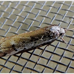Philobota stella (A concealer moth) at Crooked Corner, NSW - 21 Sep 2022 by Milly