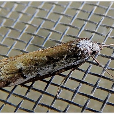 Philobota stella (A concealer moth) at Crooked Corner, NSW - 21 Sep 2022 by Milly