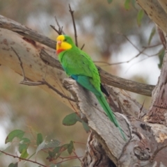 Polytelis swainsonii (Superb Parrot) at Kama - 23 Sep 2022 by wombey