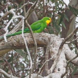 Polytelis swainsonii at Molonglo Valley, ACT - 23 Sep 2022