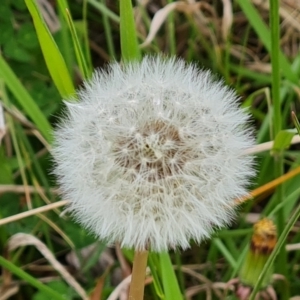 Taraxacum sect. Taraxacum at Phillip, ACT - 23 Sep 2022