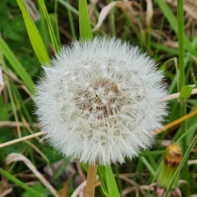 Taraxacum sect. Taraxacum (Dandelion) at Phillip, ACT - 23 Sep 2022 by Mike