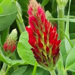 Trifolium incarnatum at Phillip, ACT - 23 Sep 2022