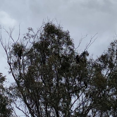 Callocephalon fimbriatum (Gang-gang Cockatoo) at Mount Majura - 23 Sep 2022 by simonstratford