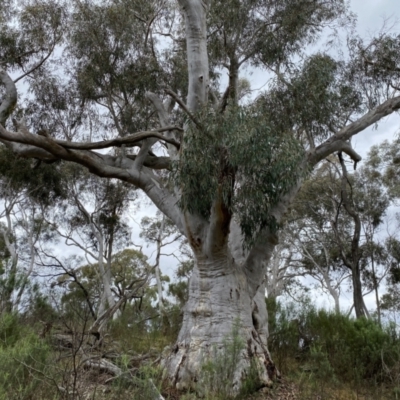 Eucalyptus rossii (Inland Scribbly Gum) at Watson, ACT - 23 Sep 2022 by simonstratford