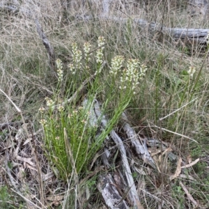 Stackhousia monogyna at Watson, ACT - 23 Sep 2022