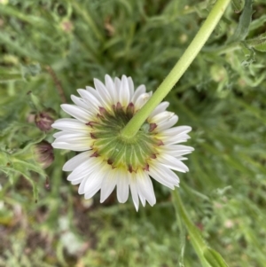 Brachyscome diversifolia var. diversifolia at Watson, ACT - 23 Sep 2022 10:55 AM