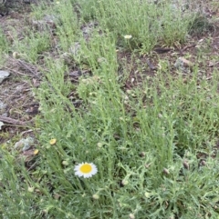 Brachyscome diversifolia var. diversifolia at Watson, ACT - 23 Sep 2022 10:55 AM