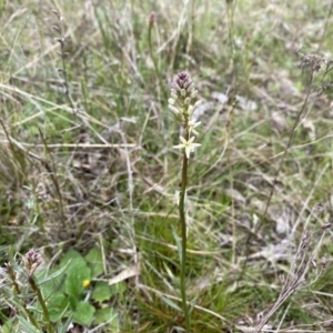 Stackhousia monogyna at Watson, ACT - 23 Sep 2022 10:16 AM