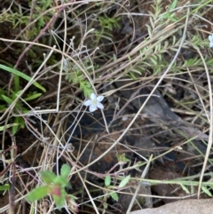 Rhytidosporum procumbens (White Marianth) at Acton, ACT - 22 Sep 2022 by Jenny54