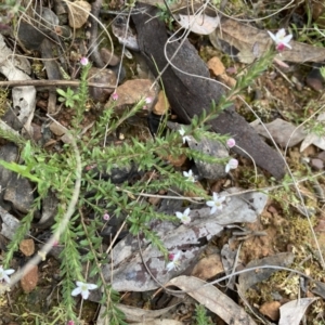 Rhytidosporum procumbens at Acton, ACT - 23 Sep 2022 09:13 AM