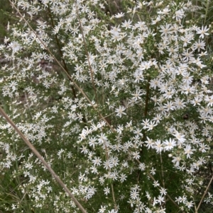 Olearia microphylla at Acton, ACT - 23 Sep 2022