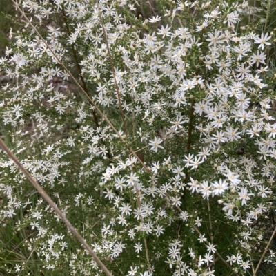 Olearia microphylla (Olearia) at Acton, ACT - 23 Sep 2022 by Jenny54