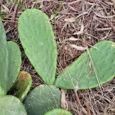 Opuntia stricta (Common Prickly Pear) at Lyneham, ACT - 23 Sep 2022 by trevorpreston