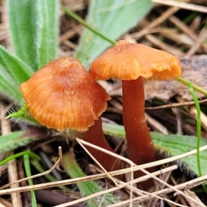 Laccaria sp. at Lyneham, ACT - 23 Sep 2022