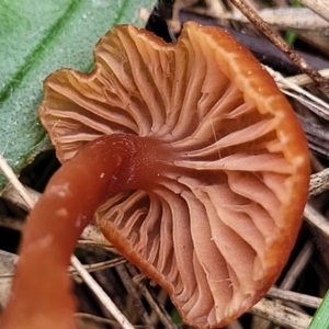 Laccaria sp. at Lyneham, ACT - 23 Sep 2022