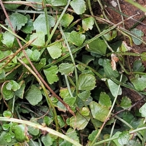 Asplenium flabellifolium at Lyneham, ACT - 23 Sep 2022