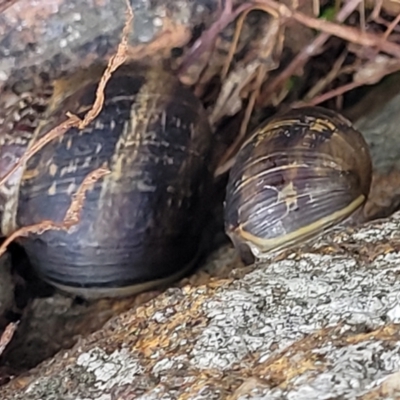 Cornu aspersum (Common Garden Snail) at Lyneham, ACT - 23 Sep 2022 by trevorpreston