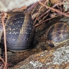 Cornu aspersum at Lyneham, ACT - 23 Sep 2022