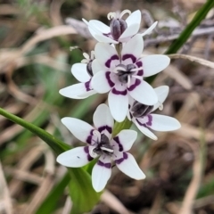 Wurmbea dioica subsp. dioica (Early Nancy) at Lyneham, ACT - 23 Sep 2022 by trevorpreston