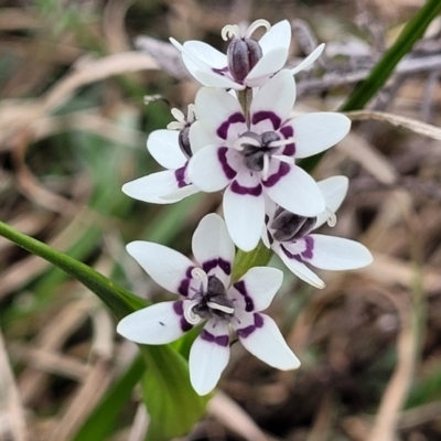 Wurmbea dioica subsp. dioica (Early Nancy) at Lyneham, ACT - 23 Sep 2022 by trevorpreston