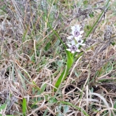 Wurmbea dioica subsp. dioica at Lyneham, ACT - 23 Sep 2022