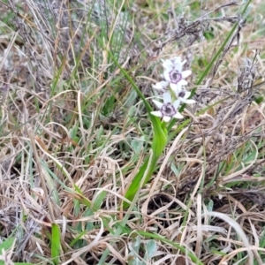 Wurmbea dioica subsp. dioica at Lyneham, ACT - 23 Sep 2022