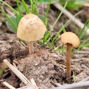 zz agaric (stem; gills not white/cream) at Lyneham, ACT - 23 Sep 2022