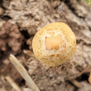 zz agaric (stem; gills not white/cream) at Lyneham, ACT - 23 Sep 2022