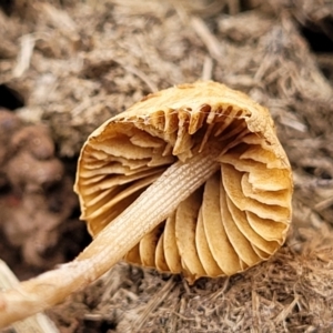 zz agaric (stem; gills not white/cream) at Lyneham, ACT - 23 Sep 2022