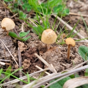 zz agaric (stem; gills not white/cream) at Lyneham, ACT - 23 Sep 2022