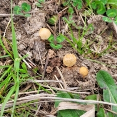 zz agaric (stem; gills not white/cream) at Lyneham, ACT - 23 Sep 2022