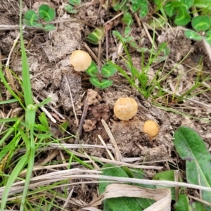 zz agaric (stem; gills not white/cream) at Lyneham, ACT - 23 Sep 2022