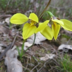 Diuris chryseopsis (Golden Moth) at Bonner, ACT - 22 Sep 2022 by Christine