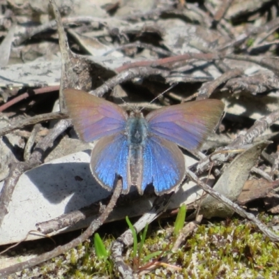 Erina hyacinthina (Varied Dusky-blue) at Monarto South, SA - 3 Sep 2022 by Christine