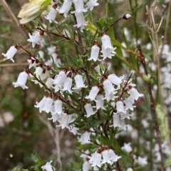 Cryptandra amara at Jerrabomberra, NSW - 22 Sep 2022