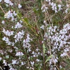 Cryptandra amara at Jerrabomberra, NSW - 22 Sep 2022