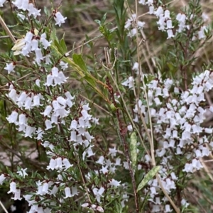 Cryptandra amara at Jerrabomberra, NSW - 22 Sep 2022 04:50 PM