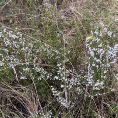 Cryptandra amara at Jerrabomberra, NSW - 22 Sep 2022