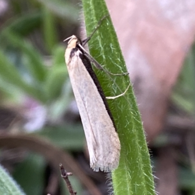 Philobota mathematica group undescribed species. (A concealer moth) at Jerrabomberra, NSW - 22 Sep 2022 by Steve_Bok