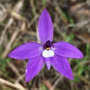 Glossodia major at Hall, ACT - suppressed